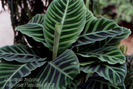 Calathea_zebrina