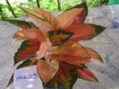 aglaonema02