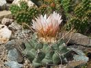 Thelocactus rinconensis fma. Snicer - Higueras