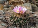 Thelocactus rinconensis ssp. freudenbergeri