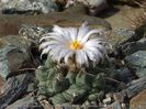 Thelocactus rinconensis ssp. multicephalus ROG 446 Sandia el Grande