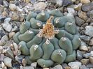 Thelocactus rinconensis var. phymatothelos .