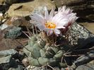 Thelocactus hexaedrophorus .