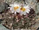 Thelocactus hexaedrophorus ssp. lloydii SB113 Salinas, SLP, Mexico .