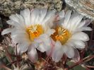 Thelocactus hexaedrophorus ssp. lloydii SB113 Salinas, SLP, Mexico