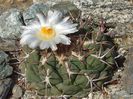 Thelocactus hexaedrophorus var. lloydii