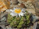 Thelocactus hexaedrophorus