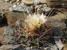 Thelocactus matudae L 744 Rayones , Nuevo Leon, Mexico