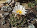 Thelocactus matudae L 744 Rayones .