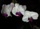 139 Orhidee Phalaenopsis