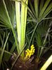 Floare palmier