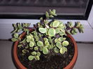 162 Crassula portulacaria afra variegata