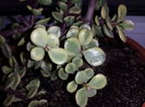 164 Crassula portulacaria afra variegata