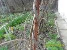 wisteria din seminte