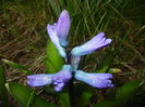 Hyacinth Peter Stuyvesant (2015, Mar.27)