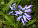 Hyacinth Peter Stuyvesant (2015, Mar.27)