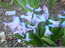 Hyacinth Delft Blue (2015, March 31)
