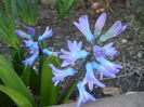 Hyacinth Delft Blue (2015, March 31)