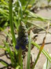 Muscari armeniacum (2015, March 31)