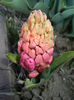 Hyacinth Jan Bos (2015, April 01)