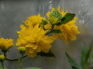DSCN2991