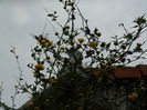 DSCN2993