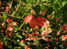 DSCN3061