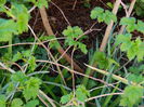 DSCN3067