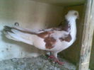 mascul