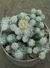 Mammillaria gracilis