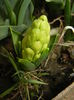 Hyacinth Yellow Queen (2015, April 01)