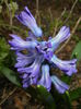 Hyacinth Peter Stuyvesant (2015, Apr.01)