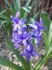 Hyacinth Peter Stuyvesant (2015, Apr.03)