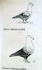 comparatie, linie veche vs noua