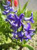 Hyacinth Peter Stuyvesant (2015, Apr.03)