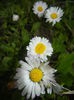 Bellis perennis (2015, April 01)