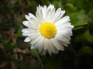 Bellis perennis (2015, April 01)