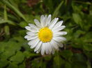 Bellis perennis (2015, April 01)