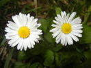 Bellis perennis (2015, April 01)