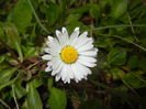 Bellis perennis (2015, April 01)