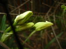 Narcissus Geranium (2015, April 01)