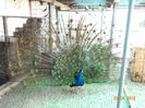 DSC07018