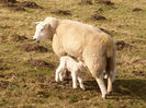 Oaie Dartmoor cu mielusel-8xb