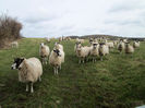 Oi Dartmoor pe camp-6g