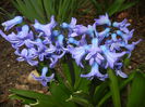 Hyacinth Delft Blue (2015, April 01)
