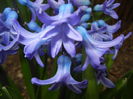 Hyacinth Delft Blue (2015, April 01)