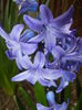 Hyacinth Delft Blue (2015, April 01)