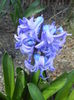 Hyacinth Delft Blue (2015, April 03)