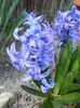 Hyacinth Delft Blue (2015, April 03)