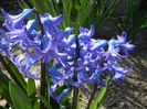 Hyacinth Delft Blue (2015, April 03)